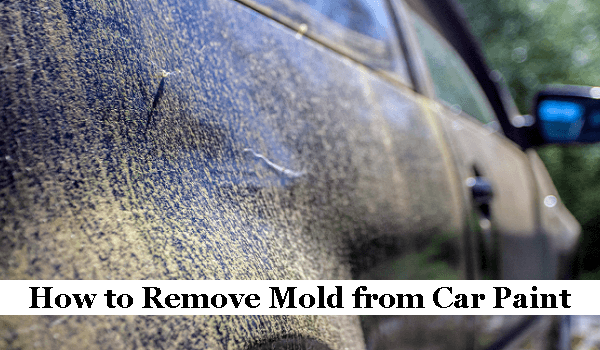 How to Remove Mold from Car Paint